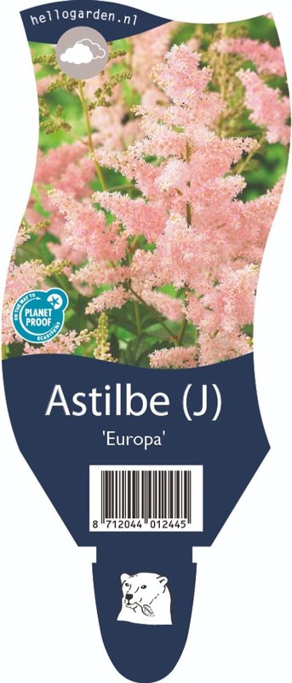 Astilbe (J) 'Europa' - P11